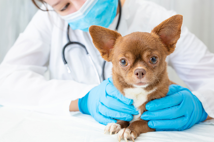 Câinii au nevoie de un vaccin antirabic în fiecare an?