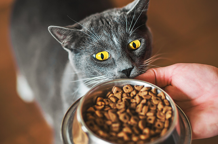 Różnorodność ulubionych potraw dla kotów, które musisz znać