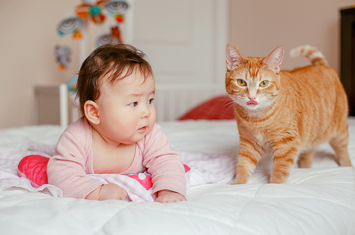 아기를 갖는 동안 고양이를 갖는 것이 안전합니까?