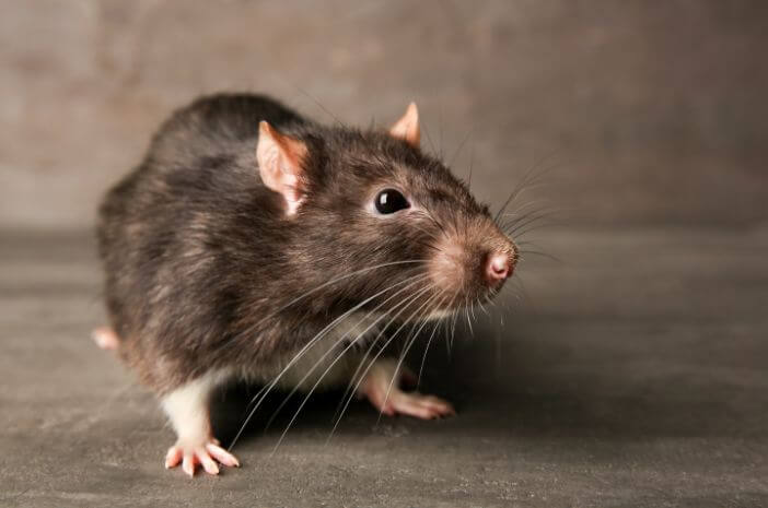 Hüten Sie sich vor 5 Krankheiten, die durch Ratten verursacht werden