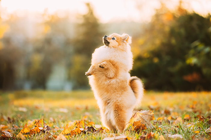 Hier sind 6 Möglichkeiten, Mini Pom Dogs disziplinierter zu trainieren