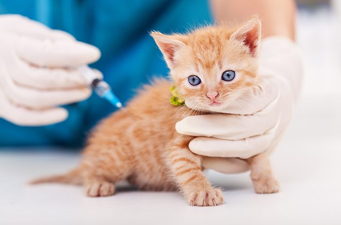 새끼 고양이는 언제 예방 접종을 받아야 하나요?