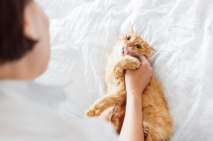 고양이 이빨에 대한 5가지 독특한 사실 알기
