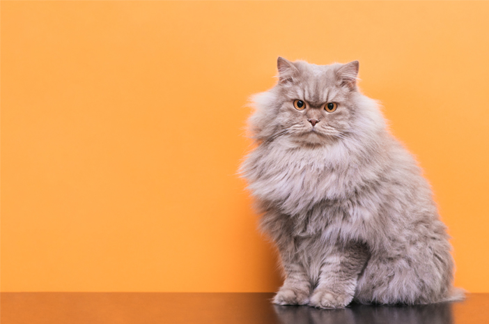 3 Behandlungen, die durchgeführt werden können, um Katzenfell zu verdicken