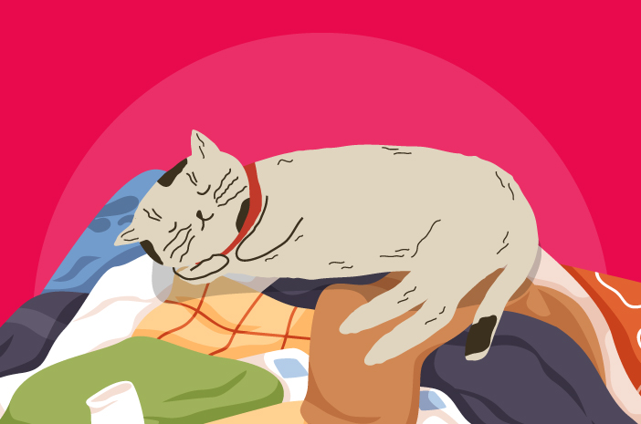 고양이는 왜 옷을 입고 자는 것을 좋아할까요?