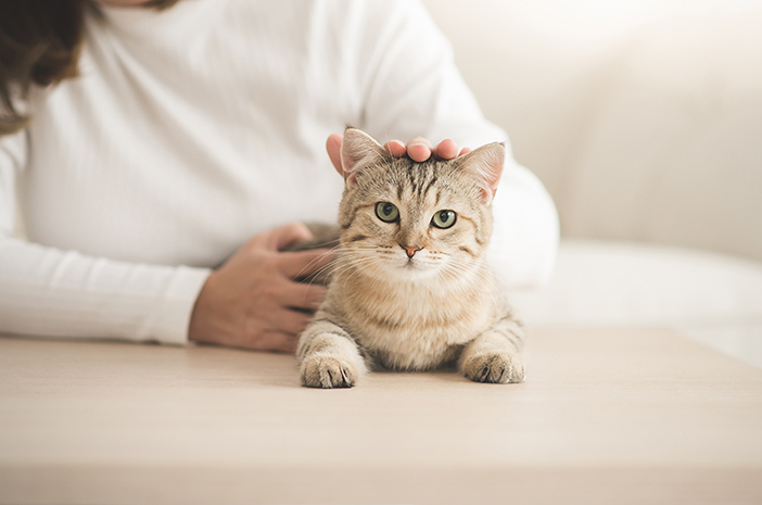 Mítosz vagy tény: A macskaszőr okozhat asztmát?