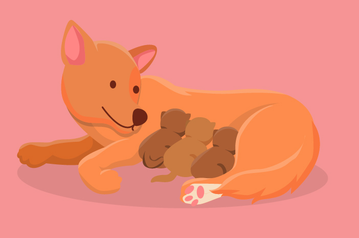 7 rzeczy, na które należy zwrócić uwagę po porodzie Twojego psa