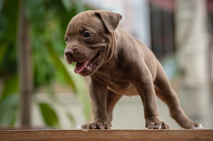 Chcesz adoptować szczeniaka Pitbull? Najpierw przeczytaj te 4 rzeczy