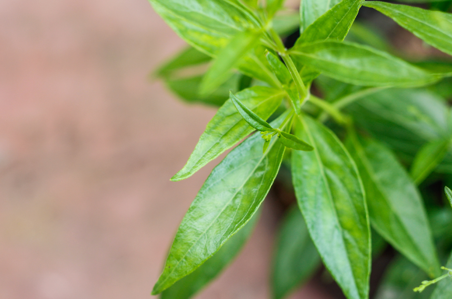 건강한 쓴맛, 삼빌로토 잎의 5가지 이점
