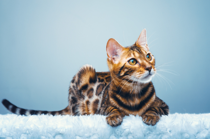 6 richtige Möglichkeiten, sich um eine Bengalkatze zu kümmern