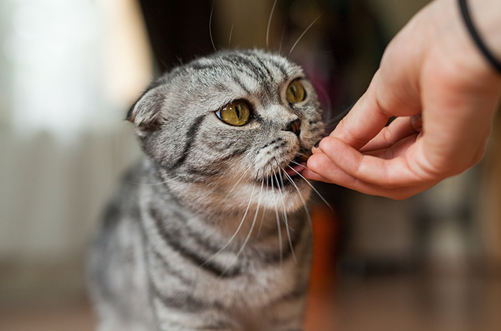 고양이에게 위험한 음식 7가지