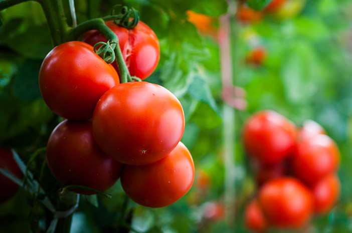 Pomidory mogą wywołać dnę moczanową, oto fakty medyczne