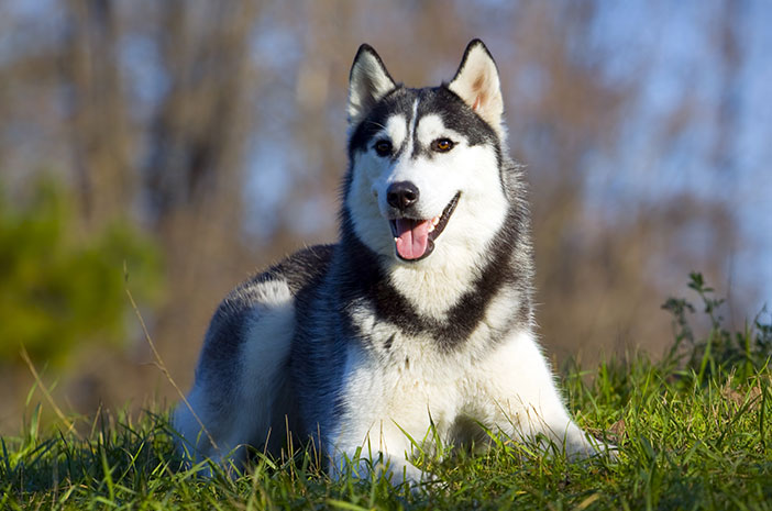 시베리안 허스키 개를 돌보는 5가지 적절한 방법 알아보기
