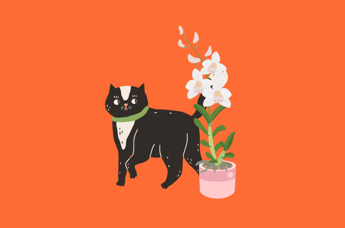 어떤 꽃과 식물이 고양이에게 안전한가요?