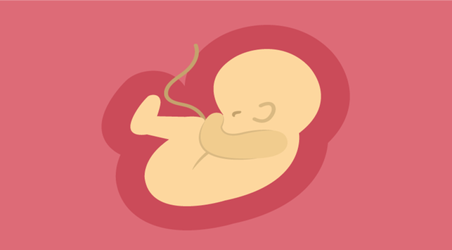 태아가 각 3개월 동안 어떻게 발달하는지 알고 싶으십니까?