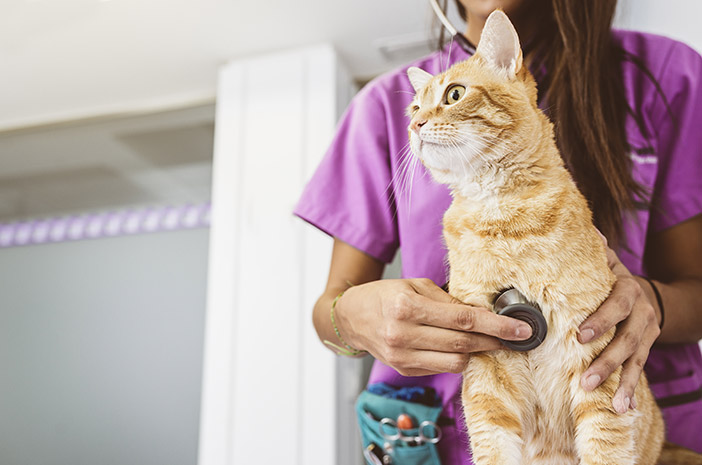 신장 통증이 있는 고양이를 위한 음식을 결정하는 방법