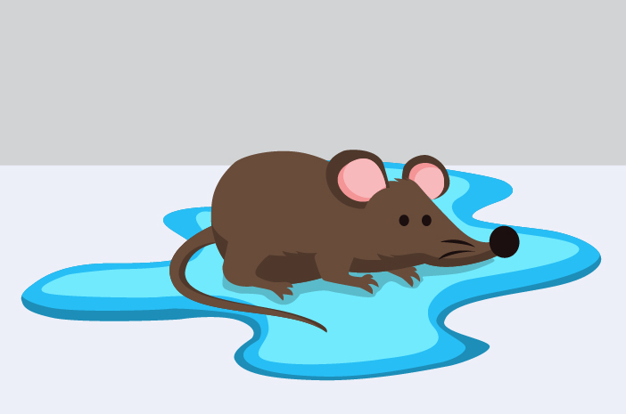 Óvakodjon a patkányharapás láztól az esős évszakban